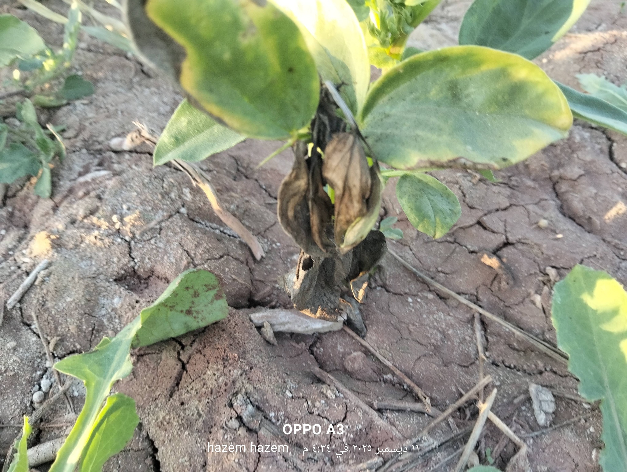 السلام عليكم ورحمه الله
ايه ده بقي ؟؟؟